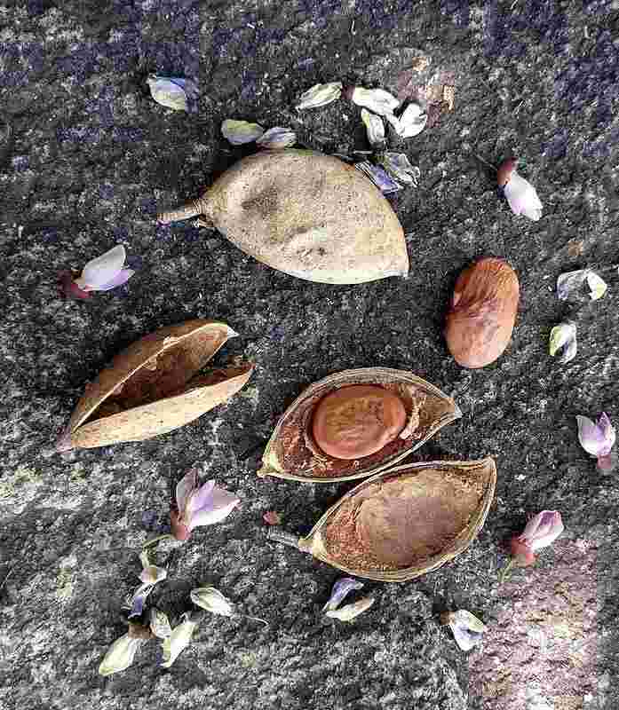 Picture of Pongamia Pinnata seeds by @rawjeev / Rawlife / Rajeev B - Own work, CC BY-SA 4.0