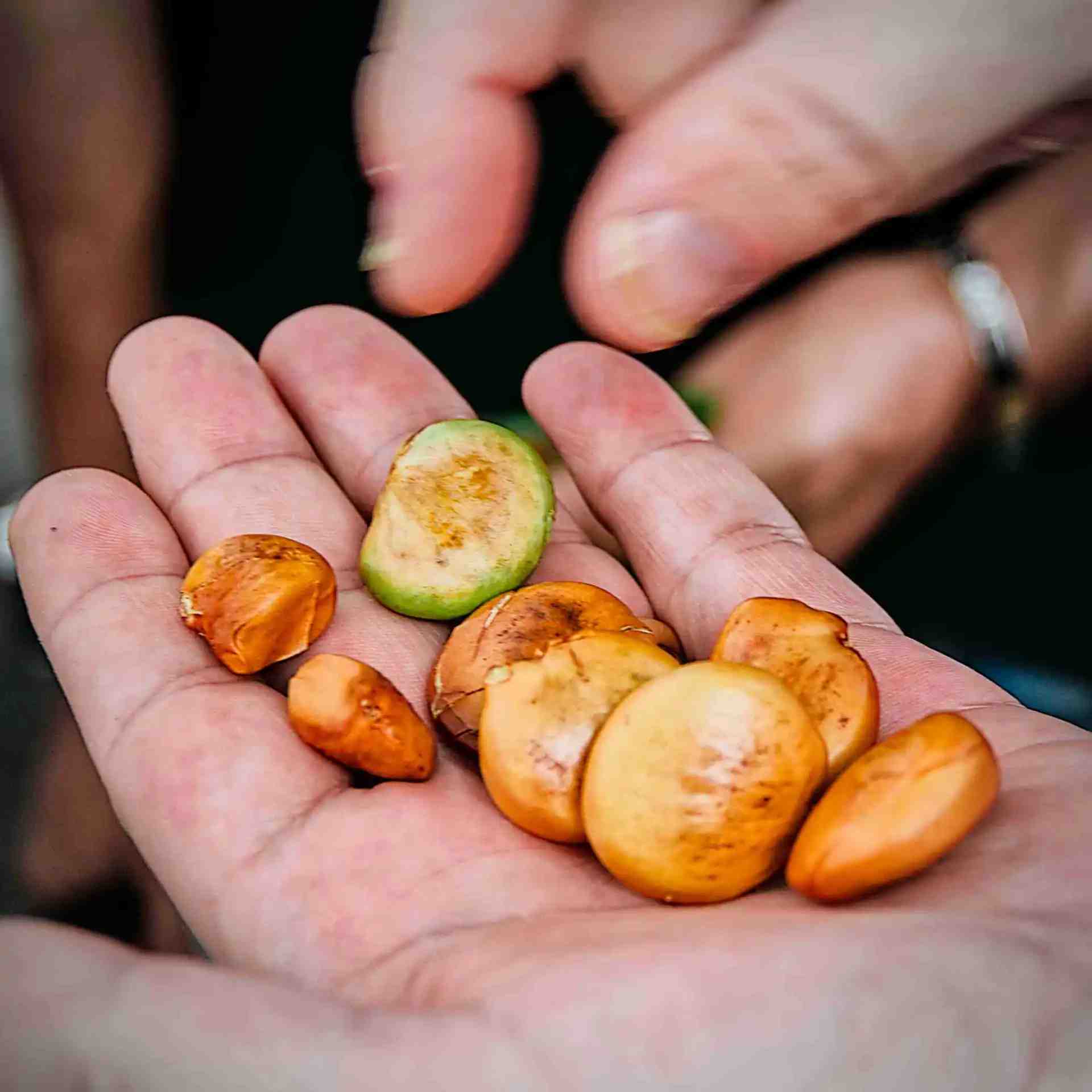 Closeup of open hand presenting several Pongamia seeds.