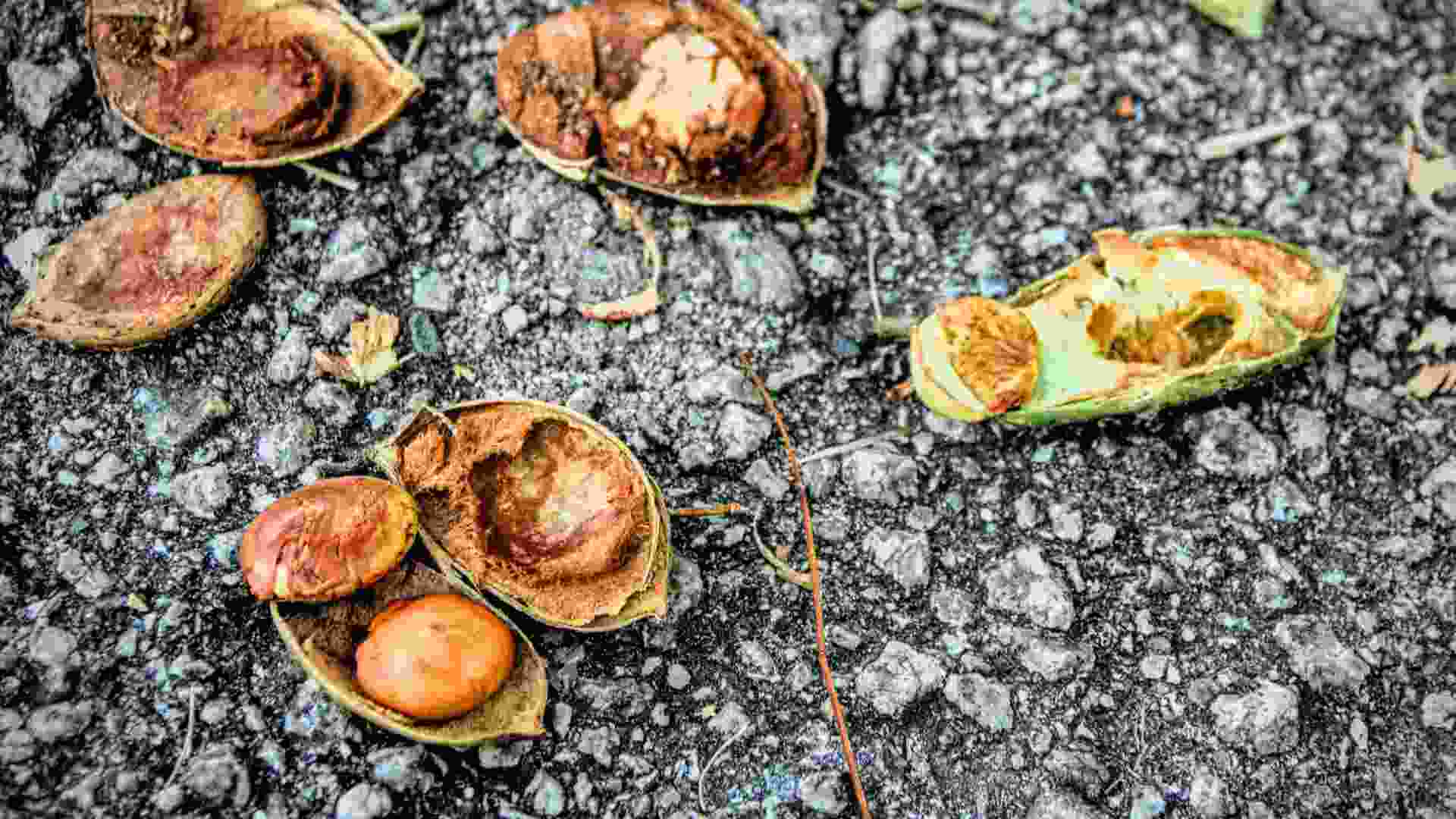 Pongamia Seeds