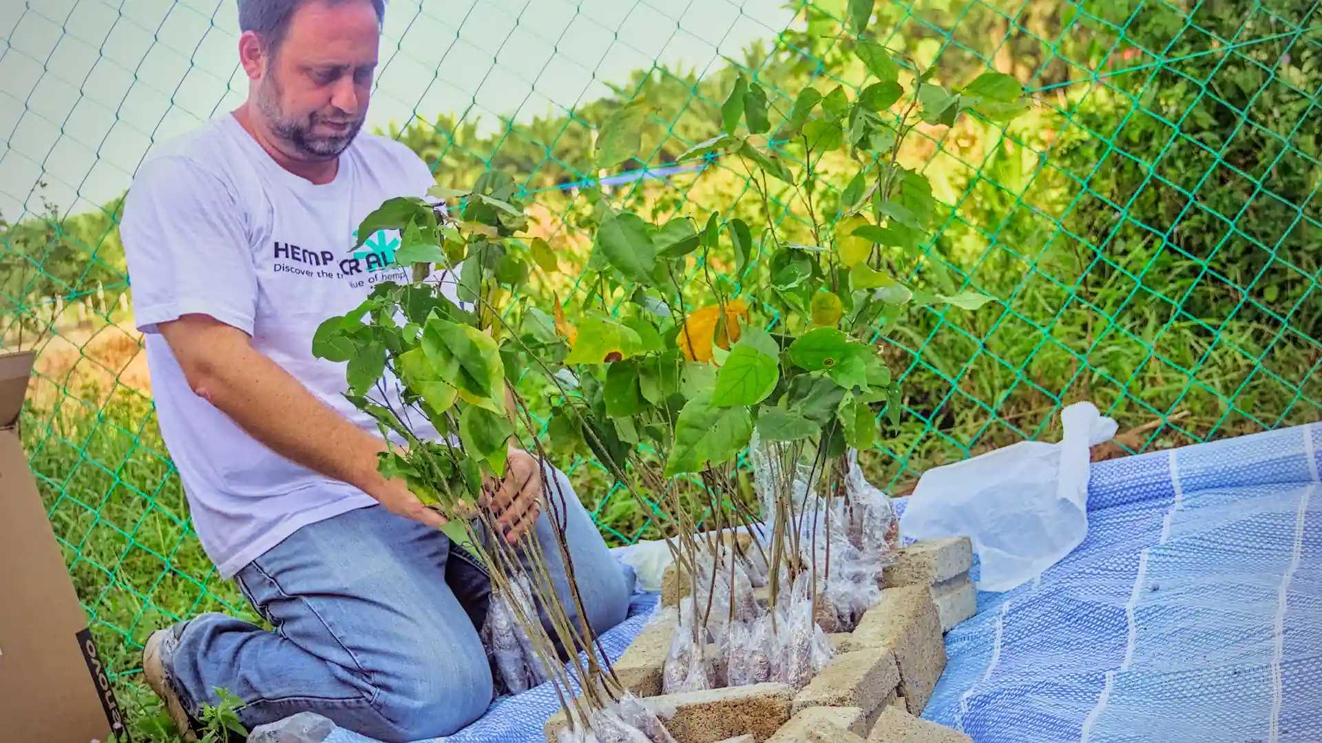 Man kneeling and arranging Pongamia seedlings to make them stand upright in impromptu brick structures.