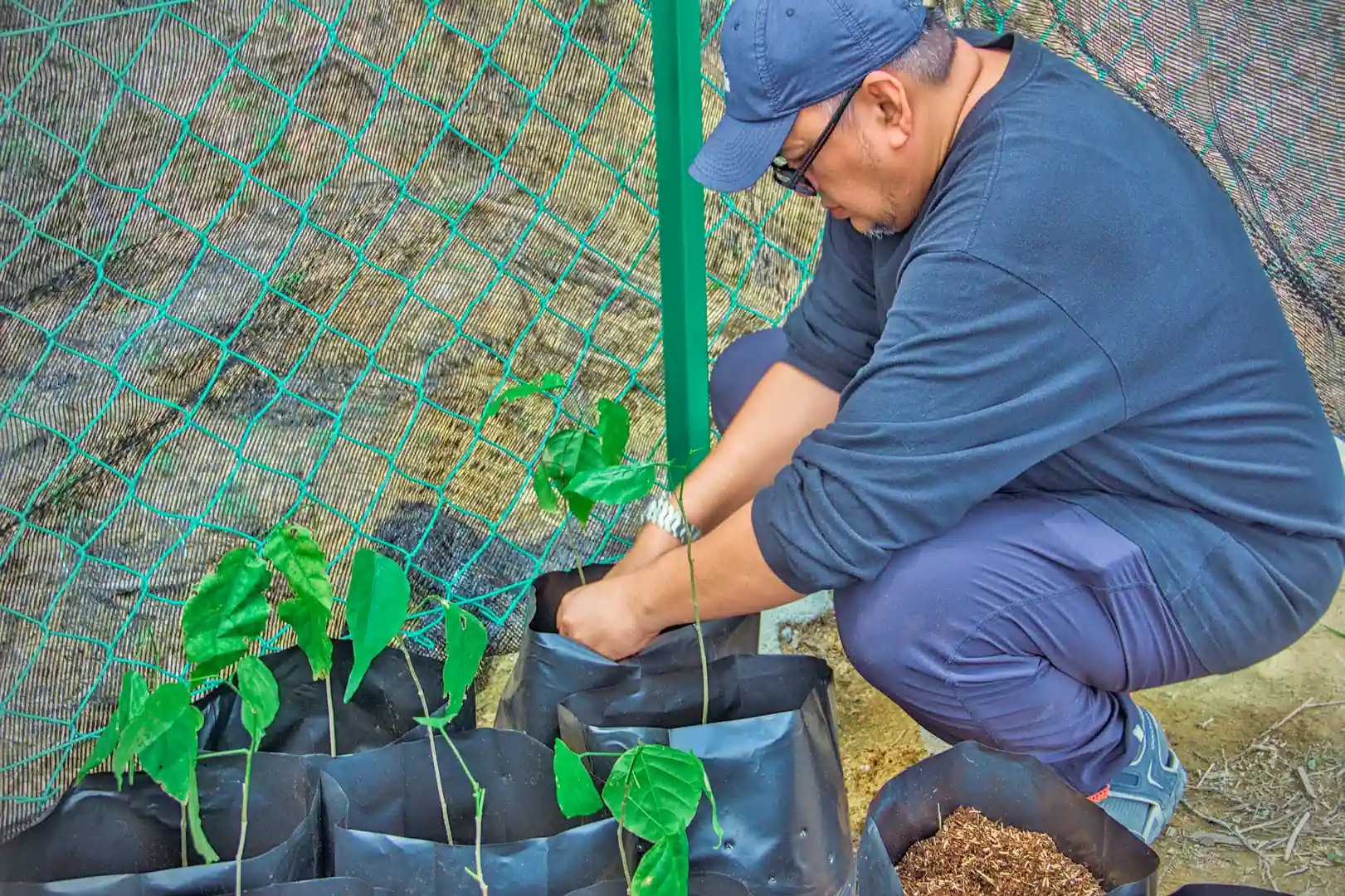 Man kneeling arranging Pongamia seedlings into a bag ready with fertiliser.