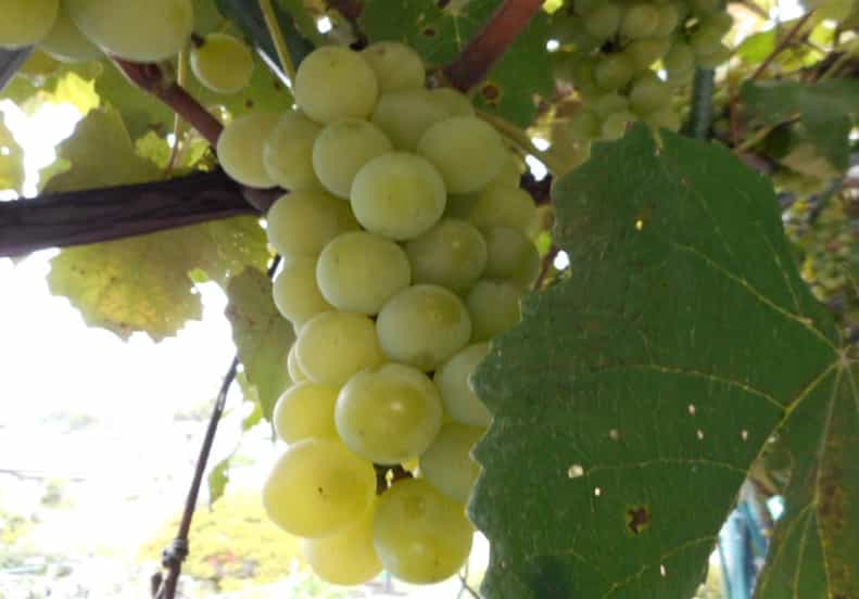 Grapes