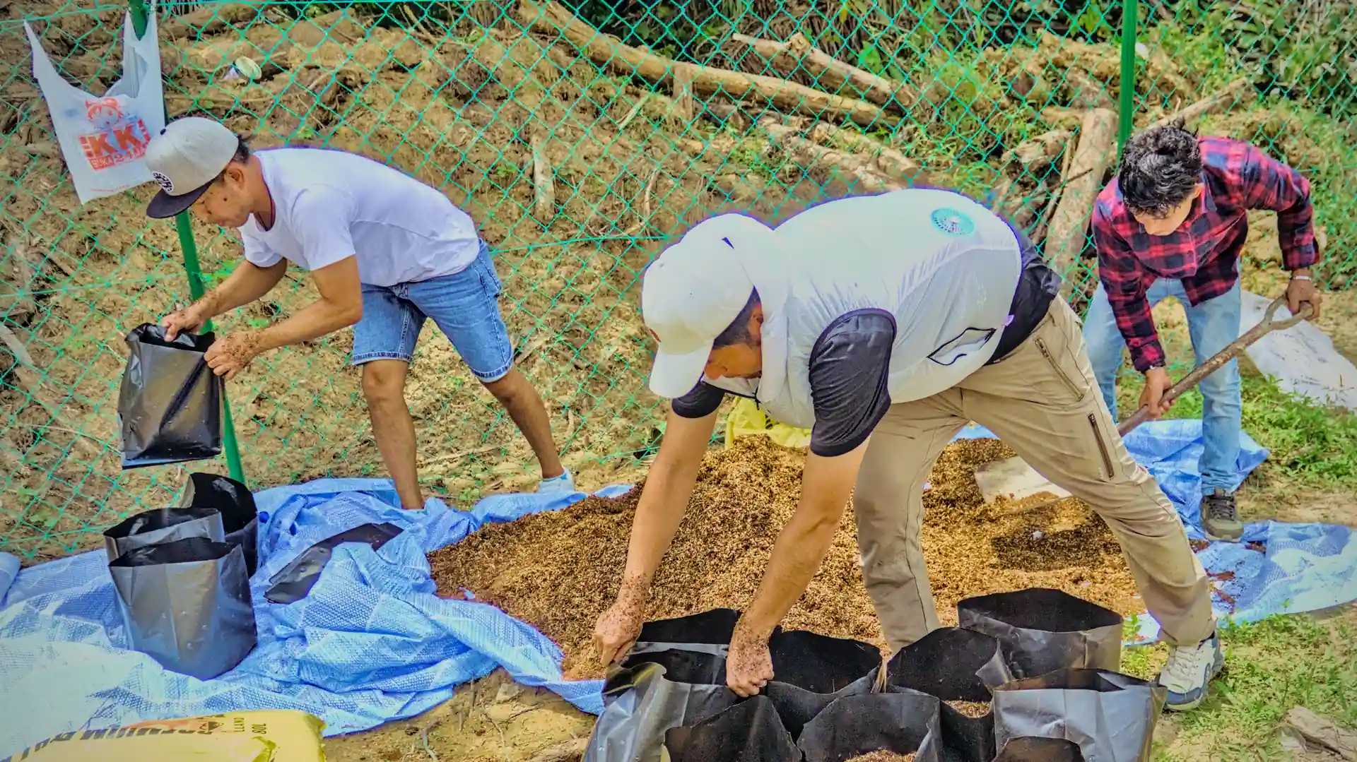 Men bending over to arrange fertiliser into plant bags.