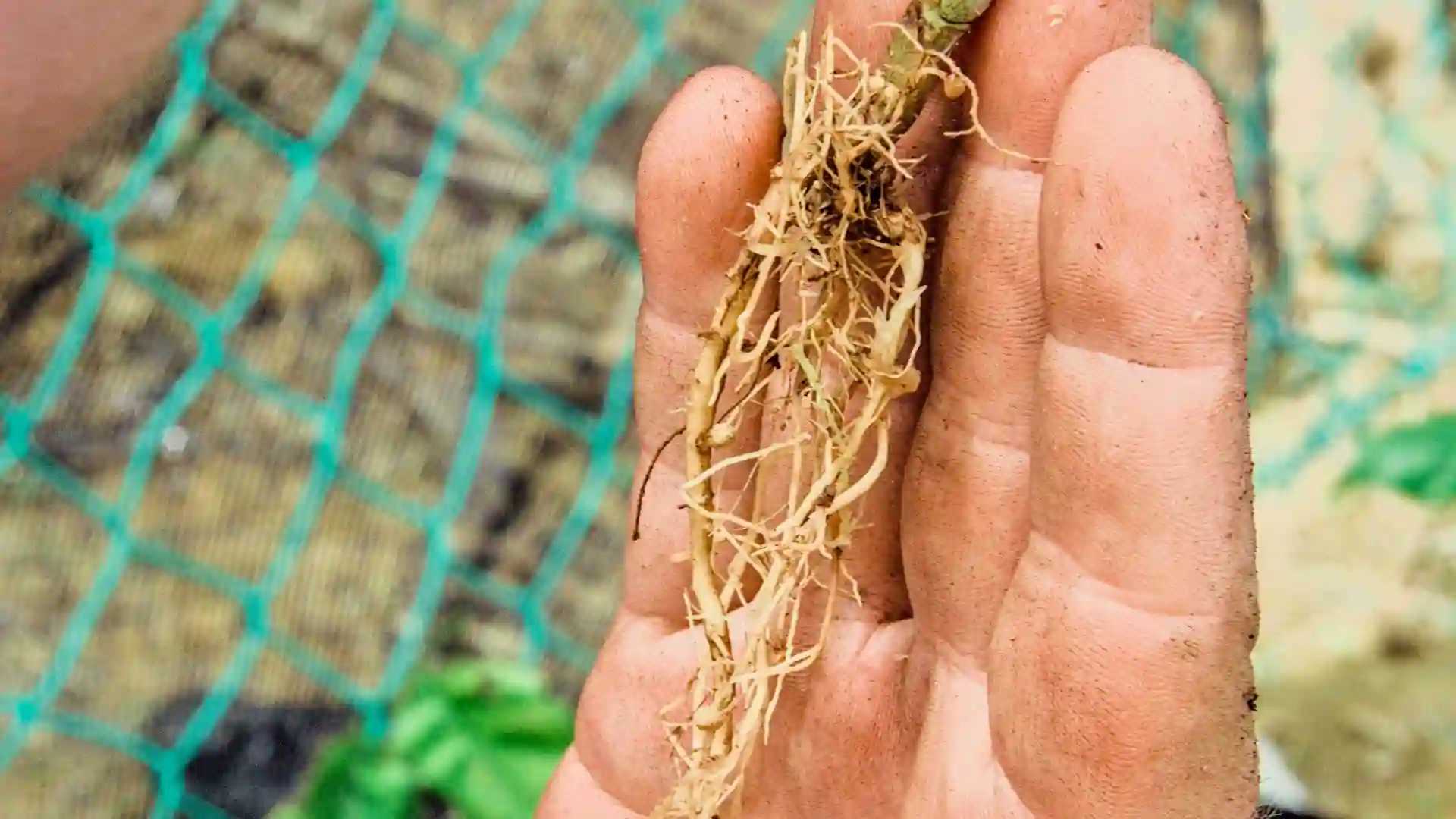 Pongamia tree roots on fingertips with nitrogen fixing nodules.