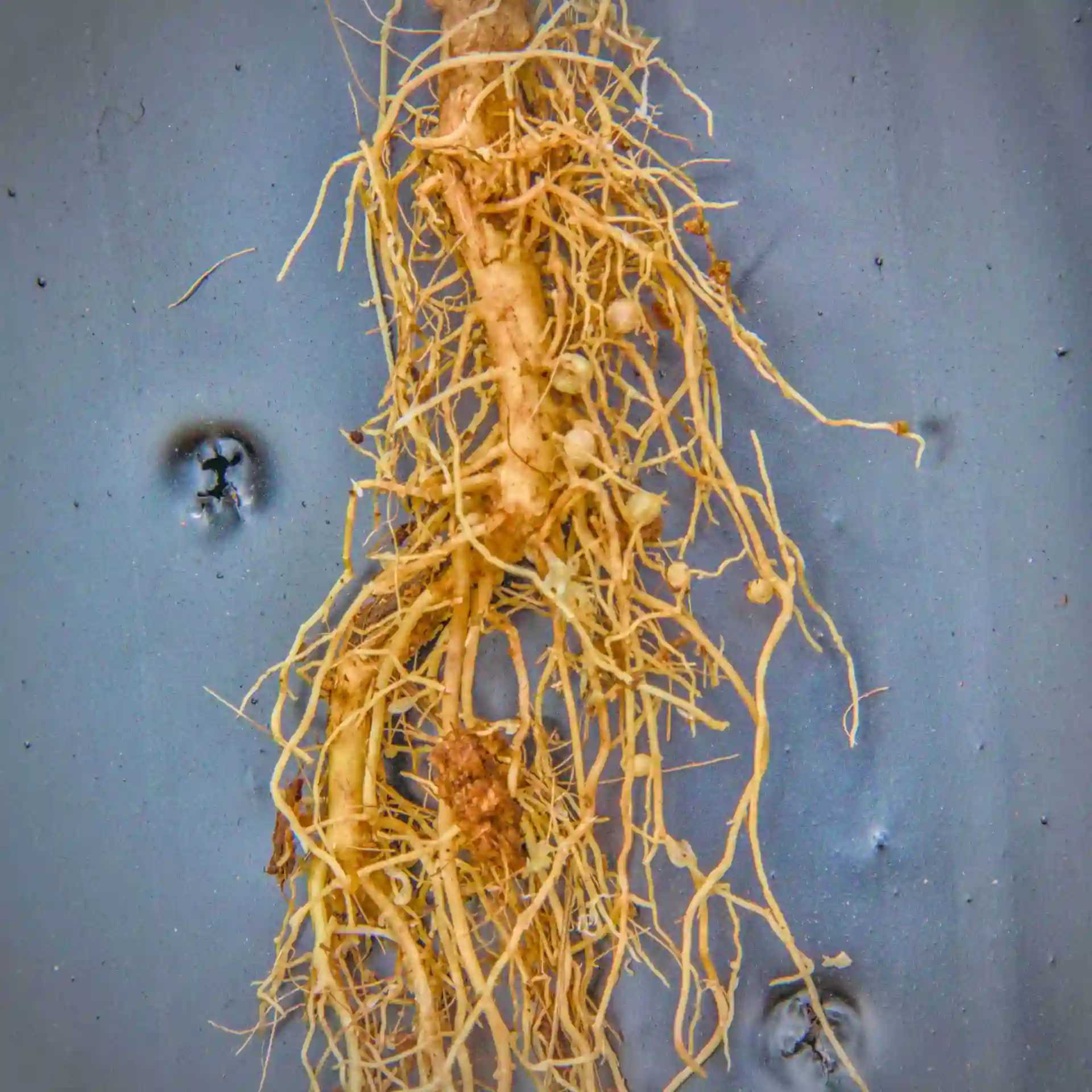 Pongamia tree roots with nitrogen fixing nodules.