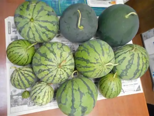 Watermelon